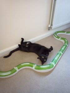 Timothy playful